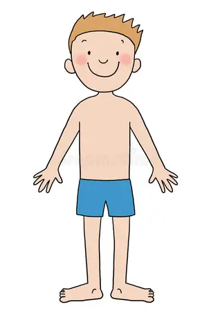 Körperteile [ Der . Die , Das ] Medizin